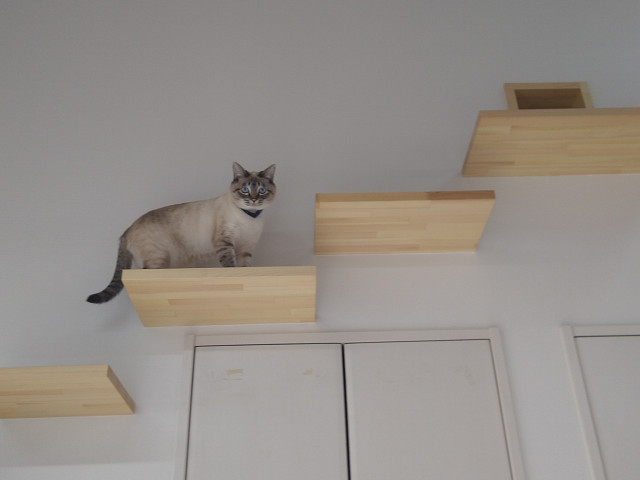 キャットウｵーク ： 可愛い猫ちゃんのために1階から2階まで自由に行き来できるかキャットウｵークが出来上がりました。猫ちゃんも大喜びです。