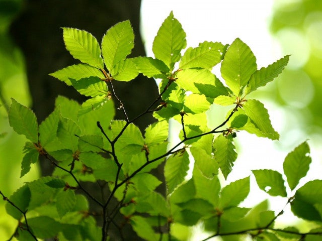 写真: