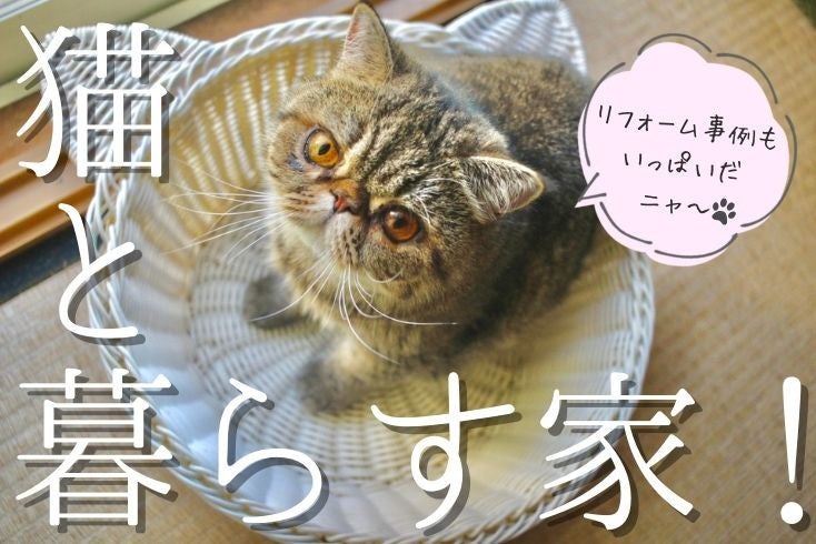 写真2月22日は「猫の日」！愛猫と快適に暮らすリフォームのヒントをご紹介イメージ